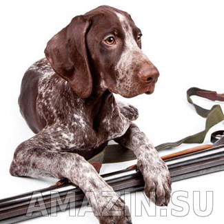 Охотничья собака с GPS ошейником Amazin Locator