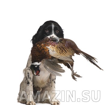 Гончая собака на охоте с GPS трекером Amazin Locator