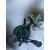 wonder green cactus, фото , изображение 3