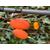 Погремушки Dalke Fishing CatFishca Double Rattle 4 шт., фото , изображение 4
