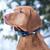 GPS Ошейник для охоты Dog GPS X20, фото , изображение 9