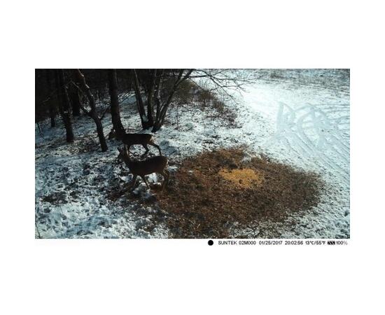 Фотоловушка 4G SUNTEK HC810Plus online, фото , изображение 5