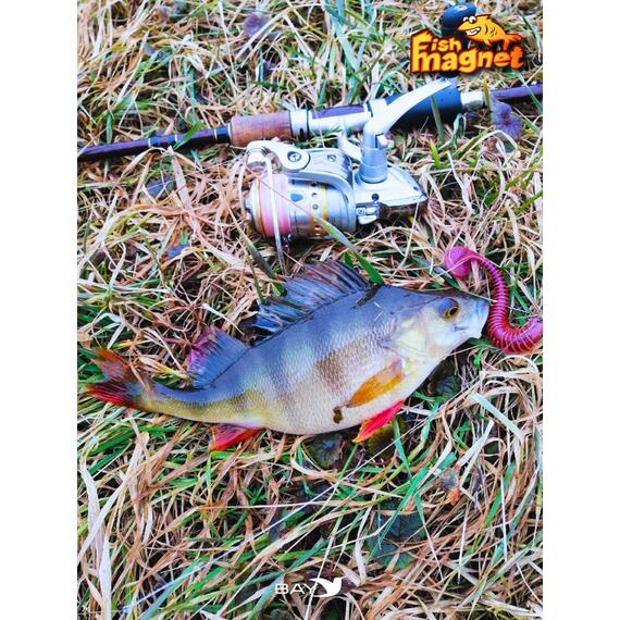 Силиконовая приманка Fish Magnet CHOPPY FAT 2.3", съедобная, 58.4 мм, цвет 002, 10 шт для хищной рыбы, Цвет: 002, Вес: 0.4 г, фото , изображение 7