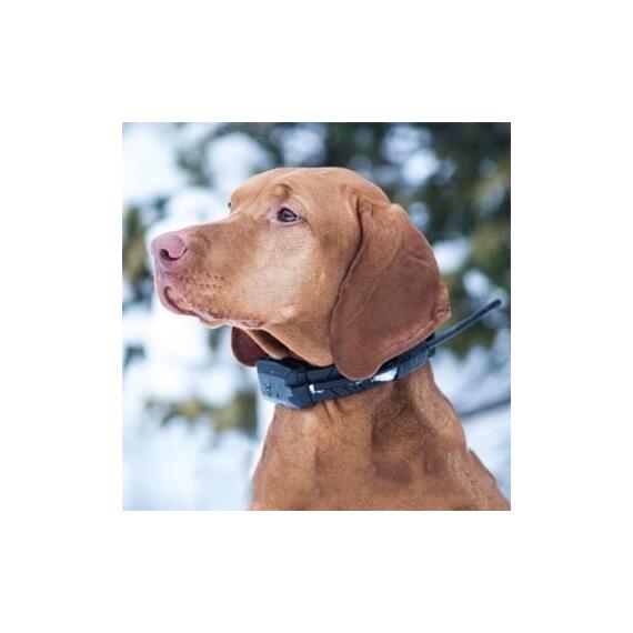 GPS Ошейник для охоты Дополнительный ошейник Dog GPS X20, фото , изображение 9