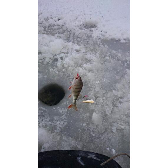 Блесна RB Parus 10 г Silver Gold, Цвет: Silver/Gold (Серебро/Золото), Вес блесны (г): 10, фото , изображение 4